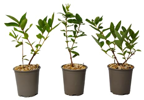 Plant in a Box - Lonicera kamtchatica - 3er Set - Kamtschatka-Heckenkirsche - Topf 9cm - Höhe 25-40cm