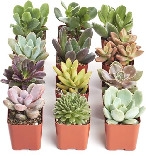 Set de 10 Plantas Vivas – Suculentas Reales para Interior y Exterior