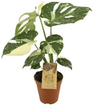 Monstera deliciosa ‘Thai Constellation’ – Fensterblatt – Ø15cm – 50cm – Seltene Zimmerpflanze mit panaschierten Blättern – Pflegeleicht & dekorativ