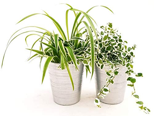 POWERS TO FLOWERS - CHLOROPHYTUM, FALANGIO e FICUS REPENS VARIEGATO, PIANTE PURIFICA ARIA, IN VASO CERAMICA ARGENTO, piante vere