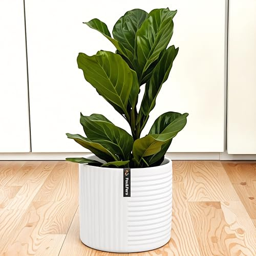 Fox&Fern Blumentopf L mit Linienstruktur - 27cm großer Übertopf inklusive Wasserabfluss für Pflanzen im Außen- & Innenbereich - passend für Fox&Fern Blumenständer L (30cm Durchmesser) - Farbe: Weiß