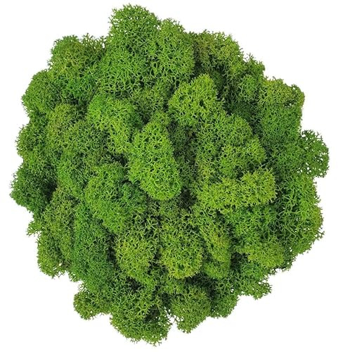 Mooslager 100g Finnland Deko-Moos konserviert & 100% natürlich - Gefärbtes Islandmoos zur Innen-Dekoration - Stabilisiertes und Langlebiges Rentiermoos, Flechtenmoos (100g,500g,1kg,5kg) (500, Gramm)