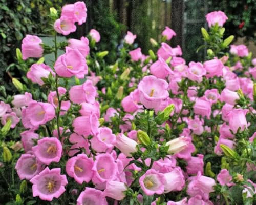 1 Pack of 1680 SEEEDS Canterbury Bells Campanula Medium Single Rose-Pink