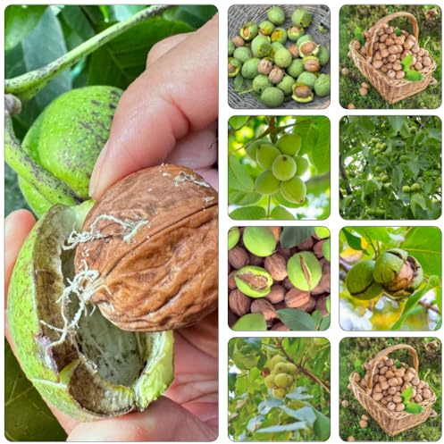 walnussbaum walnusskerne - biosaatgut balkon deko topfpflanzen draußen winterhart kräutergarten wintergemüse kletterpflanze grünpflanzen zimmerpflanzen balkongarten kräuterpflanzen 10samen