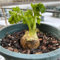 200 piezas Semillas de apio nabo - Semillas de apio - jardín de hierbas, plantas de jardín Semillas de apio nabo, Apium graveolens, verduras orgánicas, jardín de regalo Plante plantas