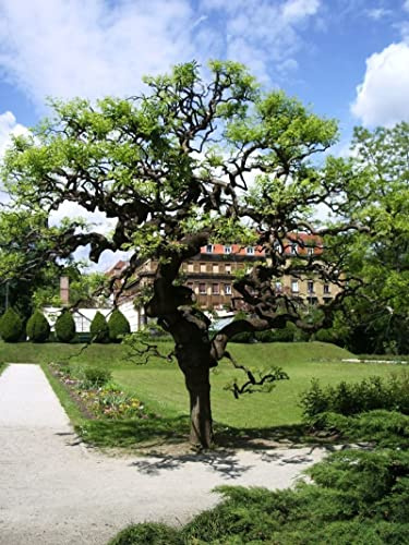3 piante di Acacia del Giappone Sophora japonica Sofora pianta in vaso ø18 cm h. oltre 2 metri Vivaio di Castelletto
