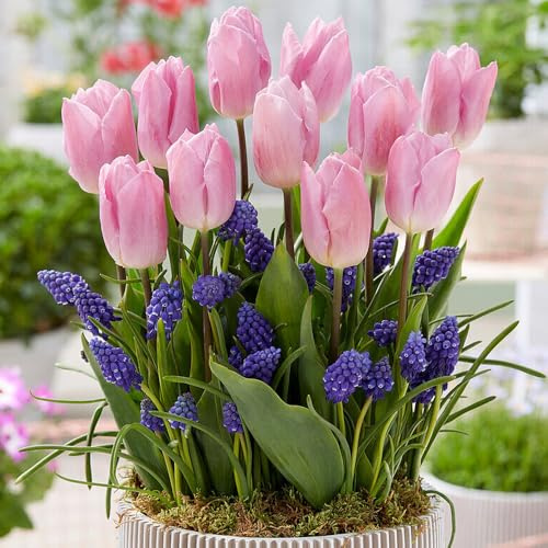 Sweet Patio Collection – Mix of Tulips & Muscari Blooms – Charming of Flowers – Spring Flowering Bulbs – Adds Early Spring Colour – Perennial – for Your Beautiful Garden