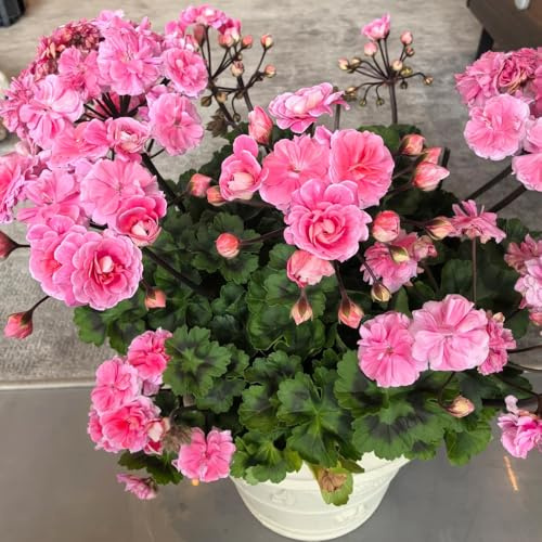 semi di geranio perenni - decorative da balcone giardino interno, esterno resistenti 300pcs