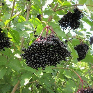 Sambucus nigra 'Haschberg' im Topf – Winterhart, Mehrjährig, Pflegeleicht – Schwarzer Holunder – Beerenstrauch für Garten & Ernte