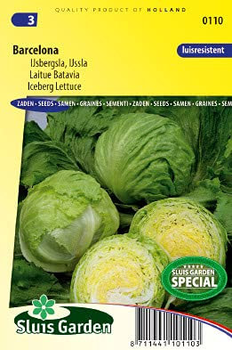 Lettuce Iceberg Barcelona Vegetable Seeds per gram - Produces Medium Early Heads - 0,15 g - Seeds per gram: +/-100