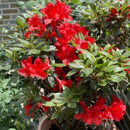 Semi di rododendro, giardino, biologici azalea resistenti, Le giardino sono resistenti esotici, 400pcs