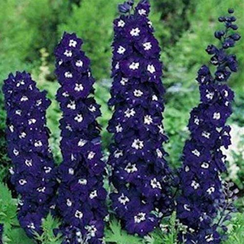 Stk - 20x Riesen Delphinium Cultorum Pazifik Rittersporn Pflanzen - Samen A43 - Seeds & Plants Shop by Ipsa
