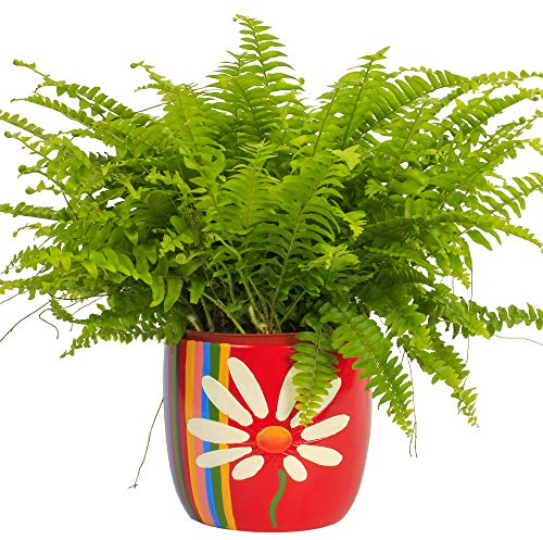 1 x Nephrolepis Fougère de Boston | Plante d'intérieur de Qualité Supérieure à vendre | de 25 à 35 cm (pot inclus)