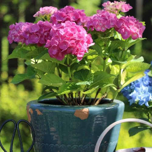 Hydrangea macrophylla ‘Early Pink’ - Hardy Shrub - Large Pink Flowering - Ideal for Borders & Patio Pot Displays - Easy to Grow Your Own - Cottage Garden - 1x 9cm Pot by Thompson and Morgan (1)