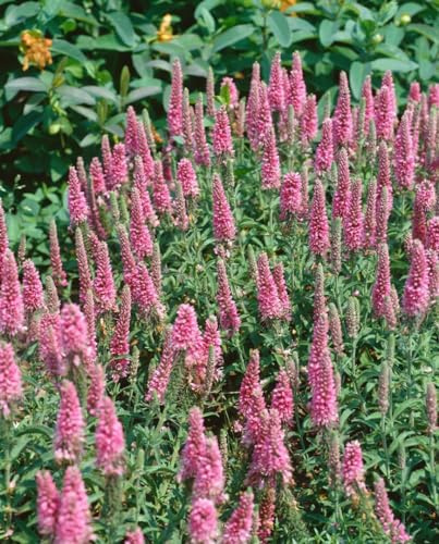 Veronica spicata 'Heidekind' 9x9 cm Topf – Winterhart, Mehrjährig & Pflegeleicht – Ehrenpreis – Beetstaude für Garten & Rabatte