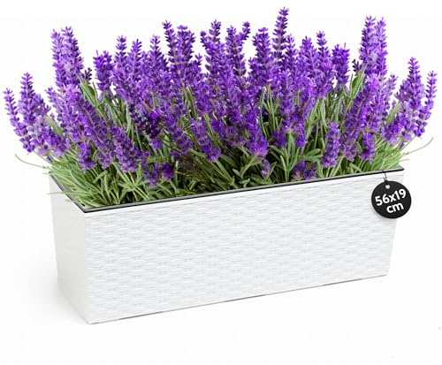 KONZEPT Fioriera di alta qualità, effetto rattan, bianca, rettangolare, 56 x 19 cm, ideale per balcone, terrazza, davanzale