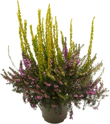 Calluna Mix de Colores Planta Arbustiva para el Jardín - Color Puede Variar