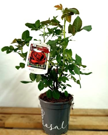 BotanicaUrbana-Rosal Grandiflora Meiro, Planta de Rosal en Maceta, Colección Rosal, Pie Bajo