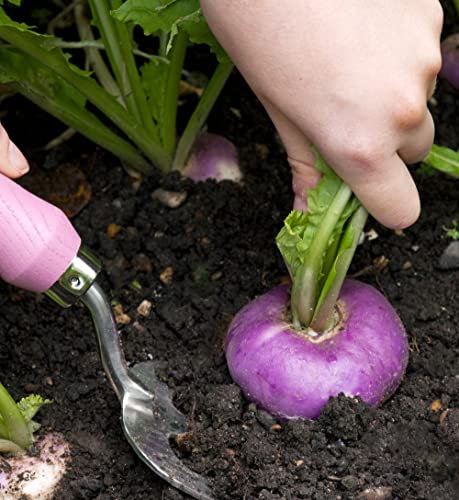 Turnip 'Atlantic' Kew Collection Seeds Brassica rapa (Rapifera Group) Hardy Annual Garden Vegetable Plant Easy to Grow Your Own 1x Seed Packet (Approx. 75 Seeds) by Thompson and Morgan