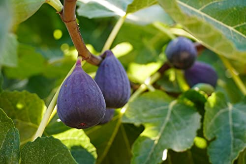 Samen der echten Feige (Ficus Carica, Feigenbaum) frische, gesunde Feigensamen, Feigenbaumsamen, Versand aus Deutschland (5)