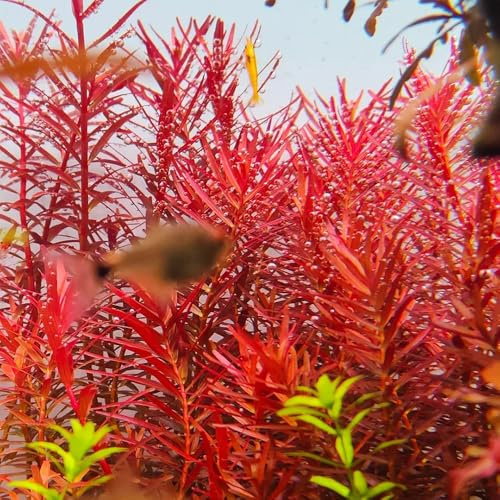 Semi di acquatiche per acquario, da appartamento che purificano l'aria per acquario, per laghetto, verdi decorazione soggiorno decorazione acquario 500pcs