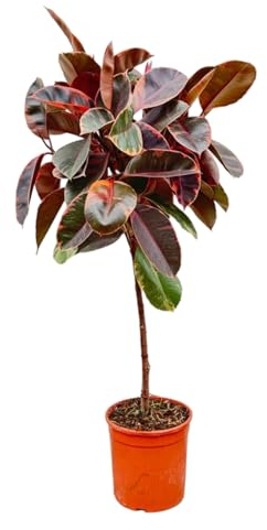 Trendyplants – Ficus Elastica Belize sul tronco – Albero di gomma – Pianta d'appartamento – Altezza 120 – 140 cm – Dimensioni vaso Ø 24 cm