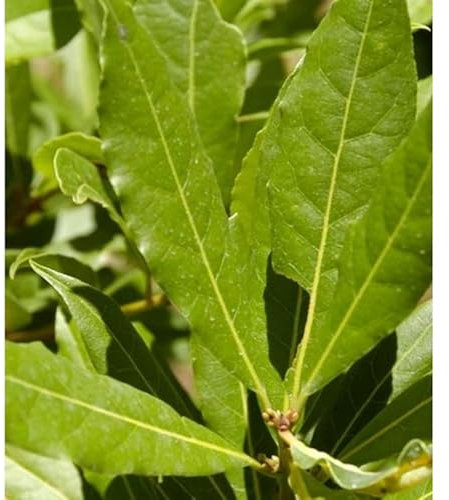 Sin marca Laurel (Maceta 19 cm Ø) - Planta Viva - Planta aromatica