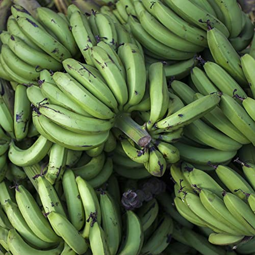 semillas de plátano semillas jardín 25pcs