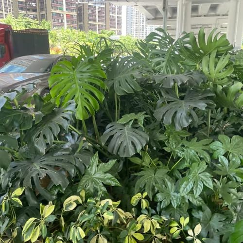 semillas de monstera exóticas balcón interior resistentes para el jardín. 20pcs