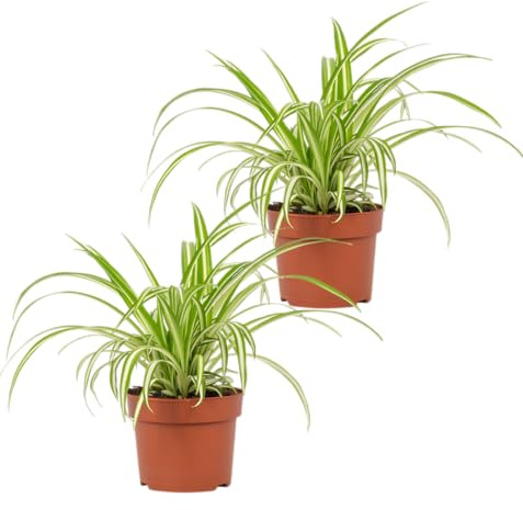 Pflanze Plus | 2er-Set Grünlilie | Chlorophytum | Ø 40-50 cm | ø 12-15cm Topf | Pflegeleichte Zimmerpflanzen für Wohnung und Büro | Qualität vom Pflanzen Profi | Ideale Raumbegrünung
