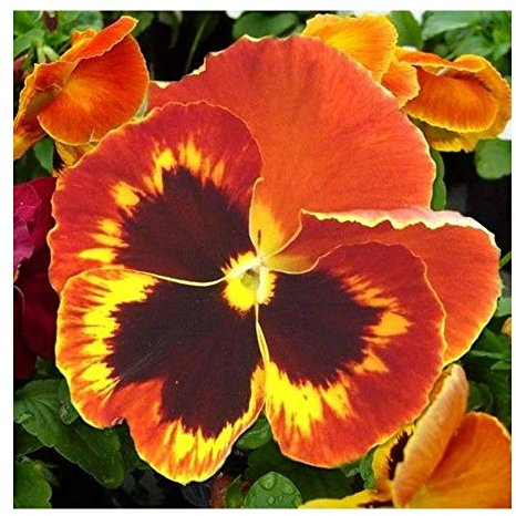 PREMIER SEEDS DIRECT - PANSY - SWISS GIANT - FLAME - 500 FINEST SEEDS
