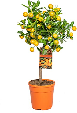 Bloomique - Citrus Calamondin - Zimmerorange - Zitrusbaum - Obstbaum - Gartenpflanzen - 50-70 cm Hoch - Topf 19 cm