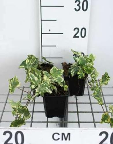 12 x Hedera helix Yellow Ripple - Gelbgewellter Efeu - Topf 9 cm x 9 cm