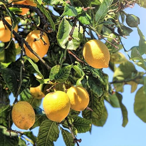 Citronnier 4 Saisons - Citrus 4 Saisons Mini Tige 50/60 cm Pot 22cm - Plante En Pot - Floraison Plusieurs Fois Par an Exposition - Hauteur 50/60 Cm - Exposition Plein Soleil
