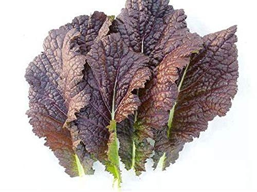 Red Giant Mustard Green Seeds - 25 Count Seed Pack - Non-GMO - A Beautiful Mustard from Japan Well-savoyed Leaves, predominately Reddish-Purple with an Undercoat of deep Green. - Country Creek LLC