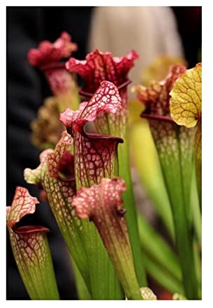 Stk - 5x Sarracenia x moorei Boga Fleischfressende Pflanzen – Samen B241 - Seeds & Plants Shop by Ipsa