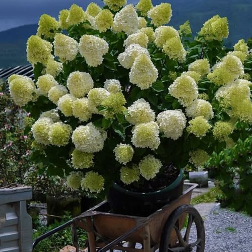 semi resistenti di ortensia a pannocchia - esterni biologici vecchie varietà decorazione giardino ufficio rare 250pcs