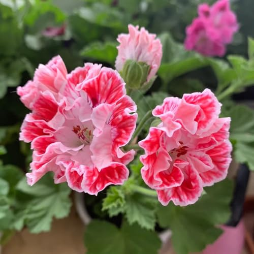 geranien schmetterlingsflieder kräutersamen balkon garten zimmerbonsai bonsai mehrjährige blumensamen blumendeko pflanzensamen exotisch blumenwiese herbstaussaat mehrjährig 60samen