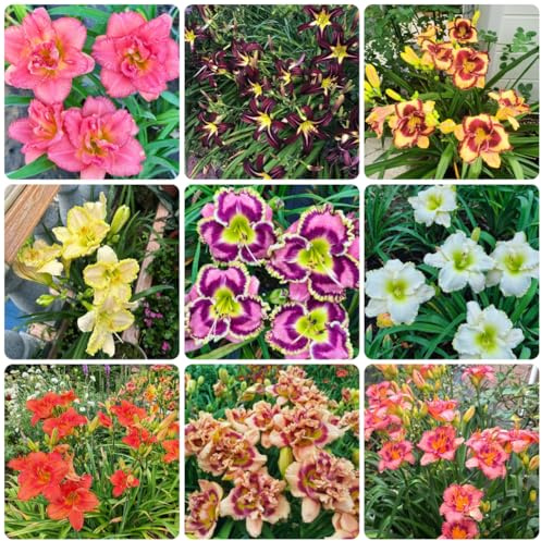 Taglilien, Hemerocallis fulva gartendeko für draußen kräuterpflanzen herbst deko winterharte garten zierblumen für sonnige plätze seltene zimmerpflanzen topfpflanzen draußen winterhart 250samen