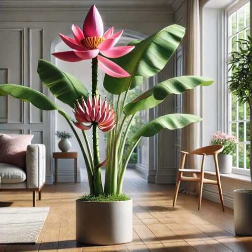 22Day Seeds: Seeds Pink Ornamental Banana Tree/Musa ornata/Perennial Plant