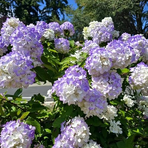 semillas de hortensia panicula jardín interior Decoración orgánica 40pcs