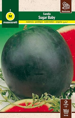 Mascarell Semillas, SANDÍA, Semillas Huerto, SANDÍA SUGAR BABY, Crea tu Propio Huerto Urbano y Cultivo en Casa, Plantas Hortícolas, 5 Gramos