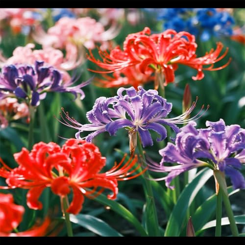 Lycoris rossa/Varietà classica/Facile da coltivare/Decorazione per giardini e balconi-2 PCS-A