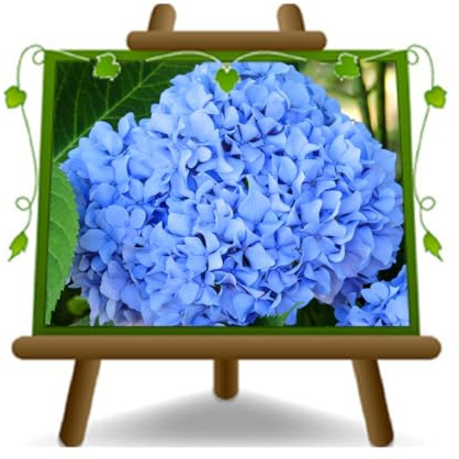 EURO PLANTS VIVAI Ortensia Azzurra Pianta Ornamentale (Azzurra 80 cmi) | Fioritura estiva abbondante adatta giardino per bordure siepi e aiuole davanzali balconi