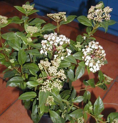 Mittelmeerschneeball, Viburnum tinus Eva Price 40-60 cm hoch im 3 Liter Pflanzcontainer