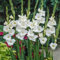 Semi di fiori di gladiolo 100 pezzi bianchi