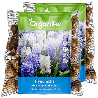50 Bulbos De Jacinto - Mezcla Azul - Tamaño Xxl 16/17 Cm - Promueve La Biodiversidad - Adecuado Como Flor Cortada - Para Jardines De Primavera, Bordes Y Macetas - Organifer