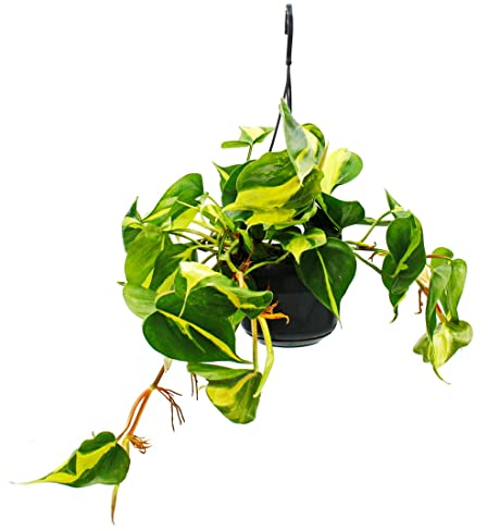 Exotenherz - Philodendron scandens Brasil - Amico dell'albero rampicante - bicolore - vaso da 15 cm - appeso