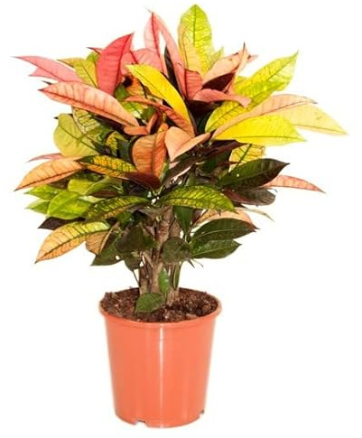 Crotón Petra Natural Árbol de Exterior con Hojas Color Fuego - Gran Tamaño