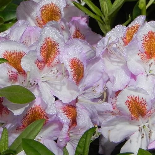 Rhododendron 'Mme. TH Lowinsky' 40-50 cm pot | Rhododendron panaché rare, fleurs mauves, parfait collection & jardin